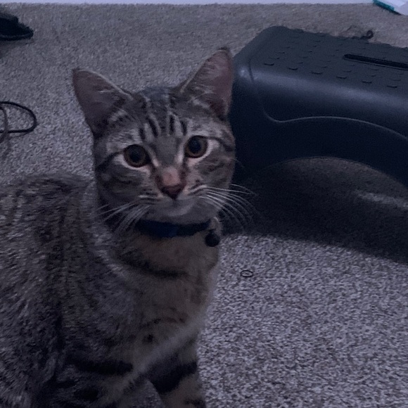 Meet your Posher, Jeffrey - Picture 1 of 1